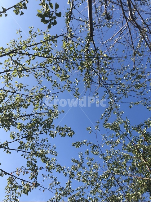 나무,tree,나뭇가지,나뭇잎,여름,하늘,파릇,sky,쨍쨍함,맑음