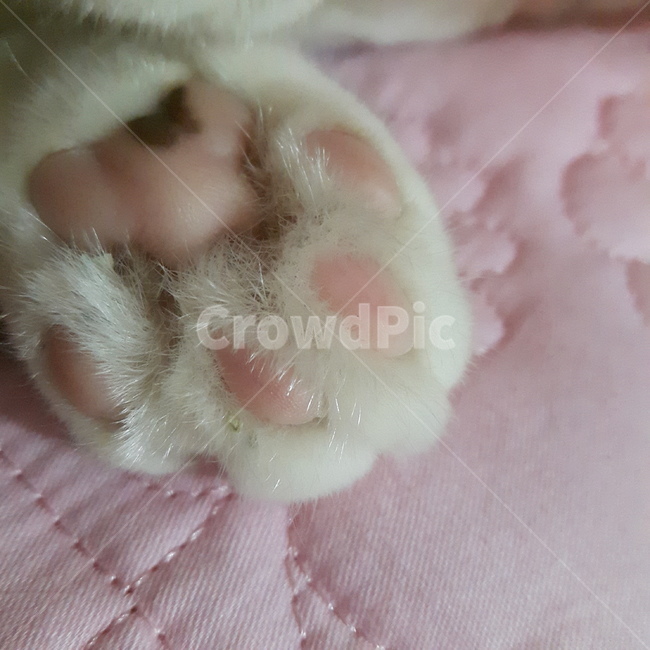 고양이,발,동물,cat,분홍색,핑크색,젤리