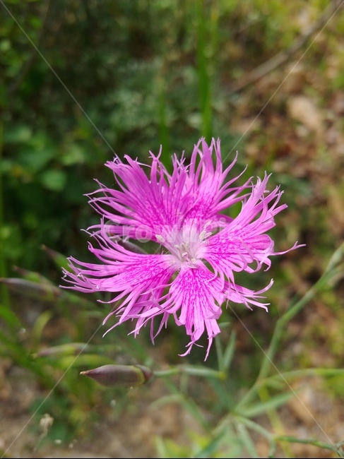 꽃,자연,식물,flower,green,식물,자연,plants,nature,꽃,flower