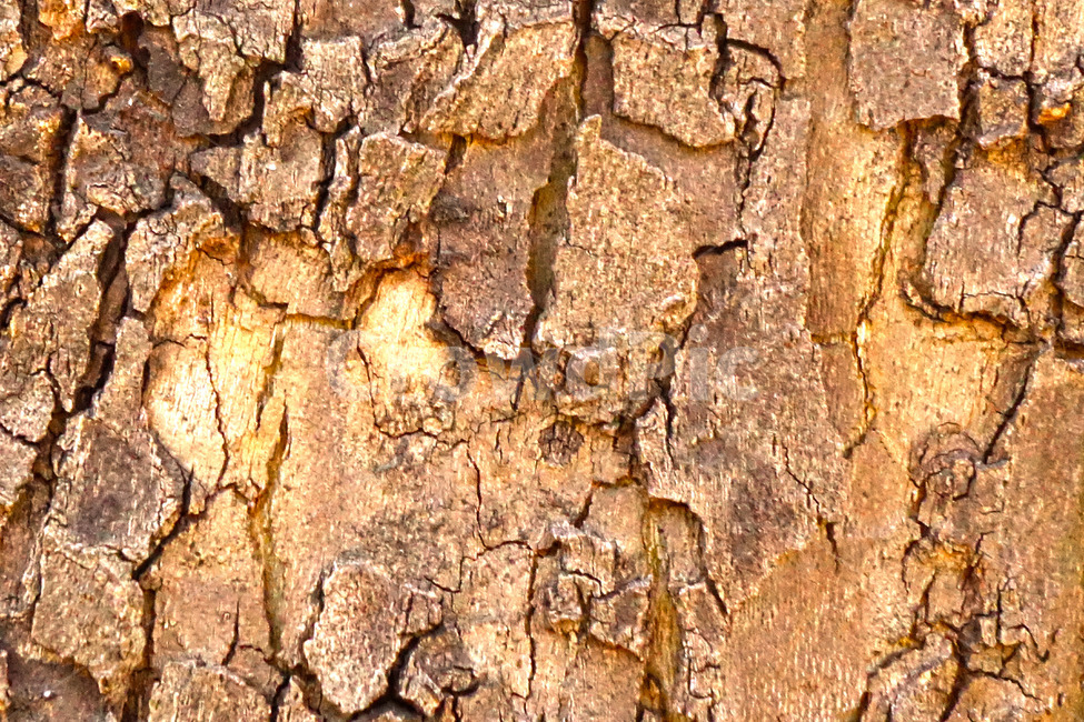 wood,나무,배경,패턴,무늬,plant,텍스처,질감,패턴,texture,pattern