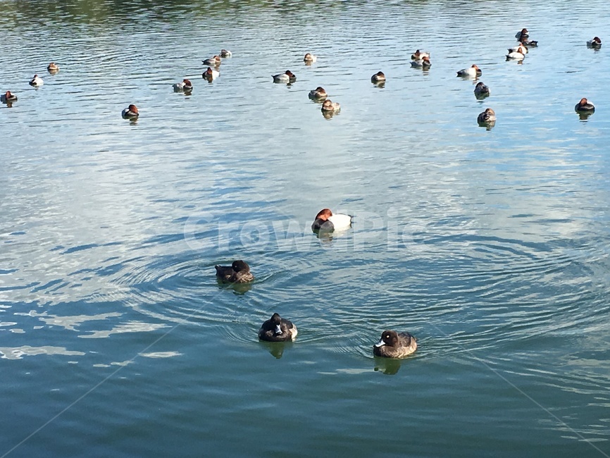 호수,오리,동물,자연,저수지,동물,animal,조류,새,birds