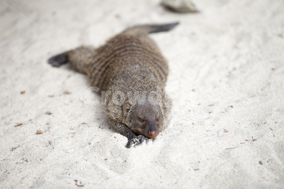 줄무늬몽구스,동물,애니멀,bandedmongoose,모래,휴식,지침,animal,rest,동물,animal,포유류,mammal