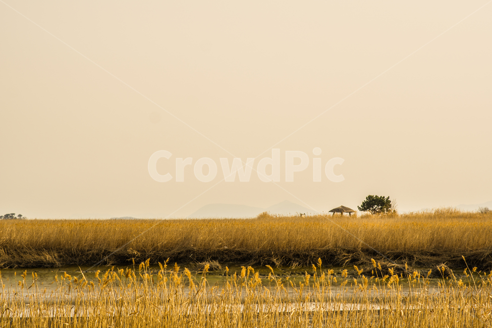 갈대,오두막,노을,감성,나무,가을,계절,fall,autumn,season,자연,풍경,nature,landscape,한국자연풍경,한국자연경관,korea nature landscape,색깔,색상,색채,색감,color sense,color sensitivity,feeling of color,grassland,목초지,field,들,outdoors,옥외,rural,농촌,farm,농장,meadow