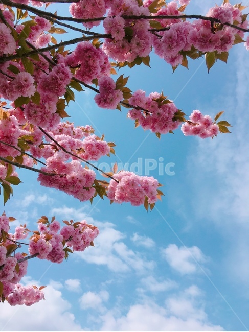 벚꽃나무,벚꽃,겹벚꽃,풍경,언덕,일상,자연,핑크색,하늘색,초록색,그라데이션,행복,감성,봄,계절,따뜻한,분위기,느낌,편안함,여행,트레블,나들이,길,시선