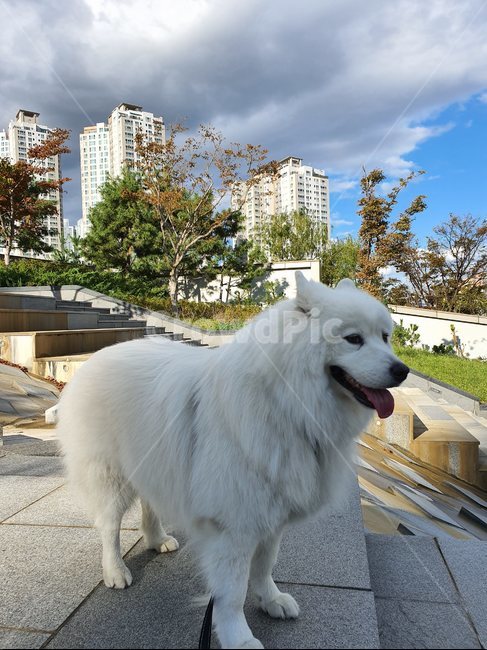사모예드,city,samoyed,whitedog,구름