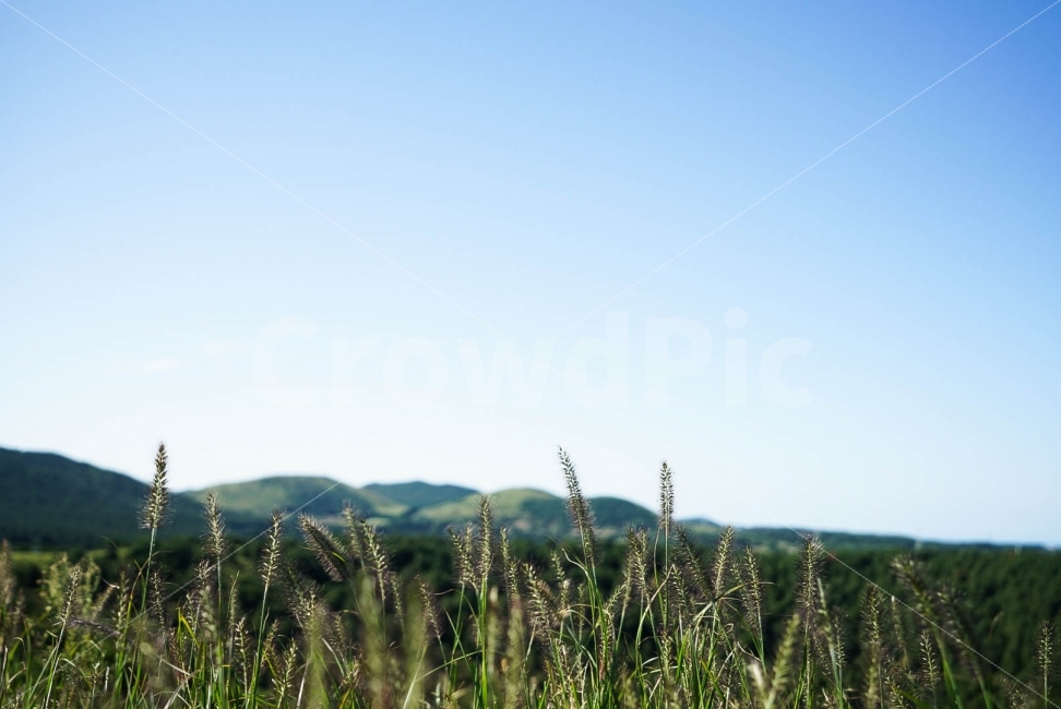 제주도,오름,가을,나무,풀,자연,풍경,nature,landscape,식물,plants,plant,grass,잔디