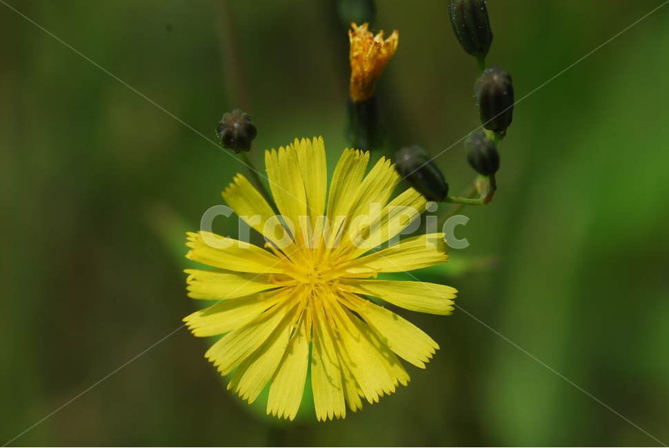야생화,식물,나무,노랑색,씀바귀꽃,봄꽃,식물,자연,plants,nature,꽃,flower