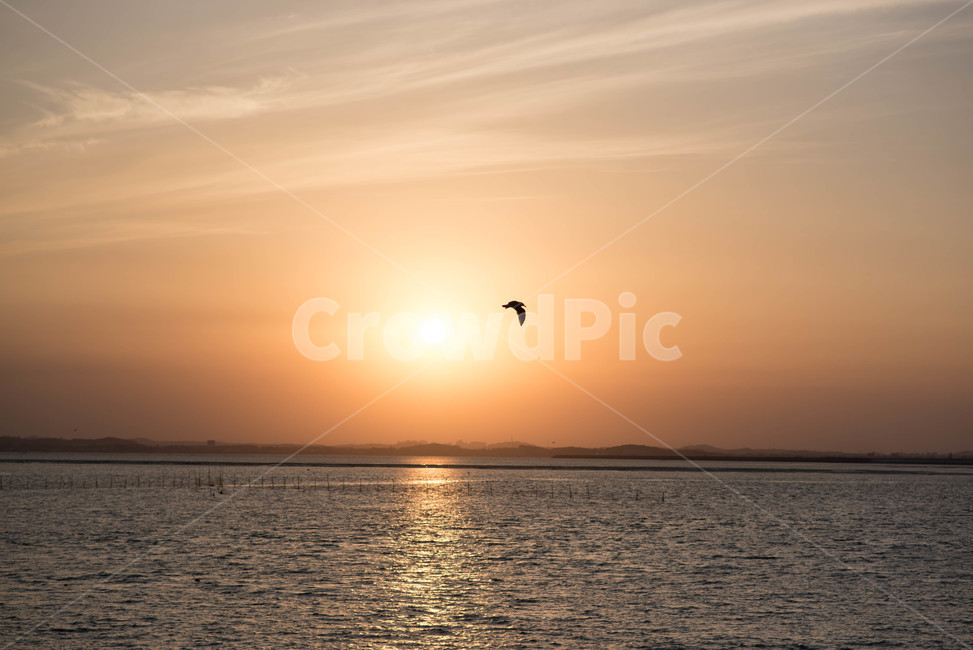 노을,새,바다,낙조,일몰,해,구름,철새,sunset,sundown,붉은노을,자연,풍경,nature,landscape,동물,animal,조류,새,birds,adventure,모험,leisure activities,레저 활동,bird,gliding,활공