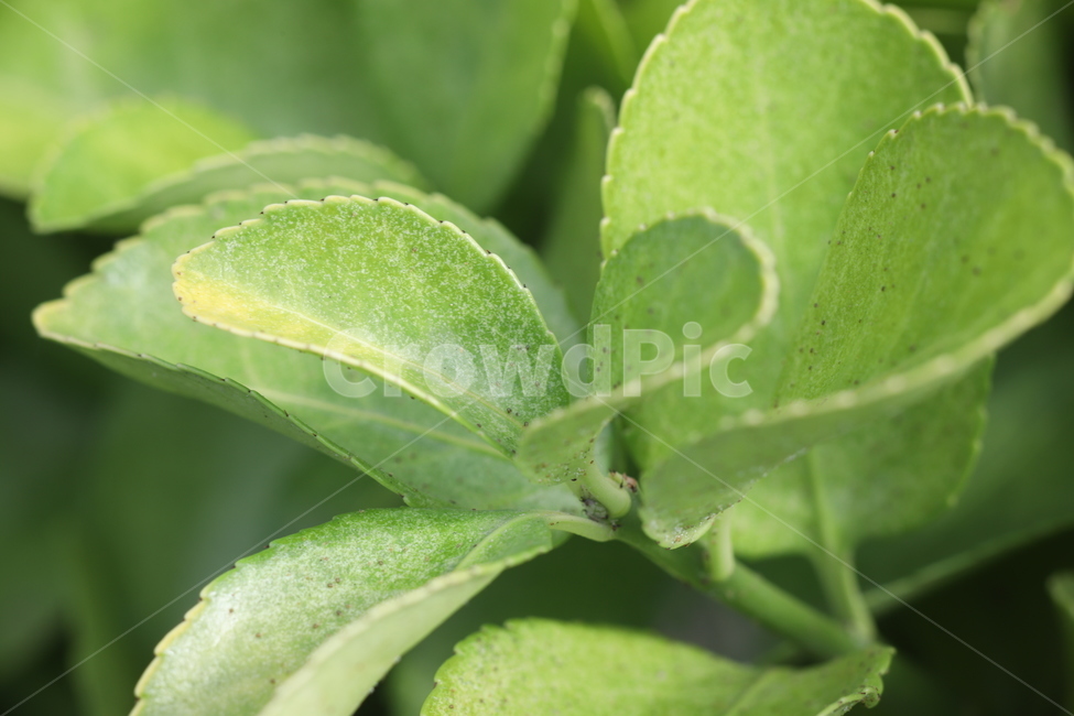 leaf,잎,plant,식물,closeup,클로즈업,확대,green,greenplant,greenleaf,잎사귀,연두색잎사귀,연두색잎,연두색식물,초록색잎사귀,초록색잎,초록색