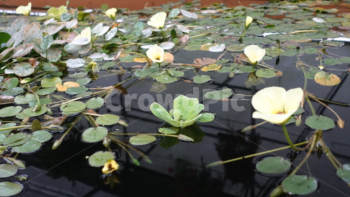 자연,nature,수련,꽃,잎,green,blossom,꽃송이,waterlily,lily