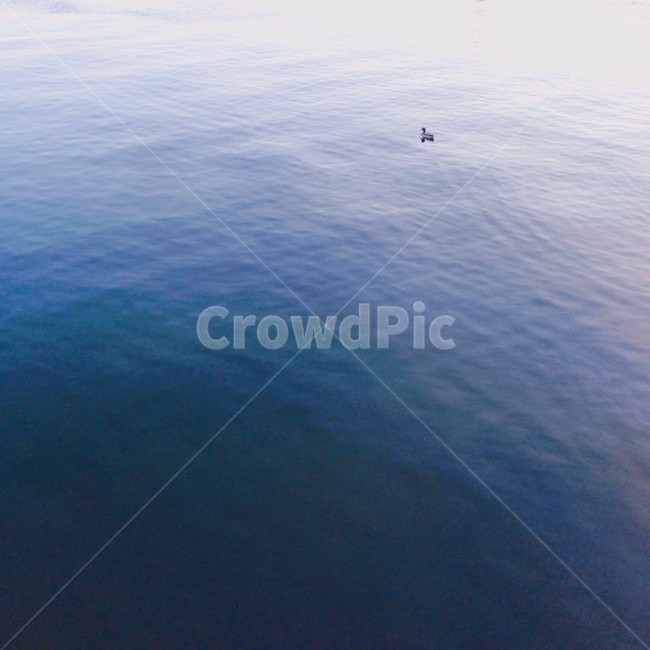 강,자연,오리,바다,감성,풍경,duck,sea,자연,풍경,nature,landscape,동물,animal,조류,새,birds,water,물,ocean,대양,outdoors,옥외