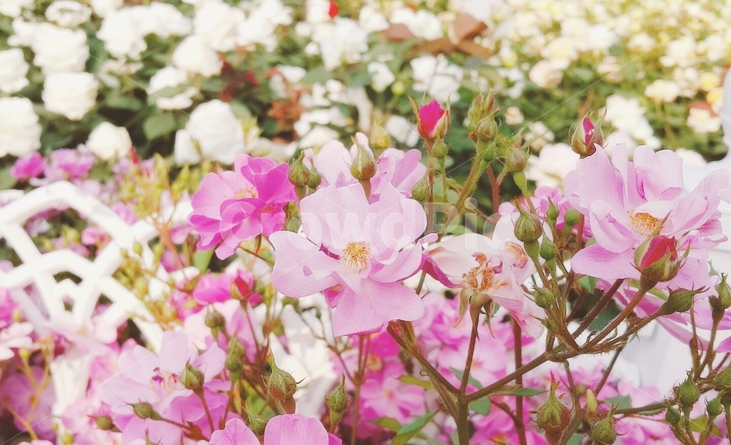 plant,식물,blossom,꽃,flower,pink,rose,white,fense,pinkflower,pinkrose,whiteflower,whiterose,울타리,분홍색,장미,흰색,흰장미,흰꽃,분홍장미,분홍꽃