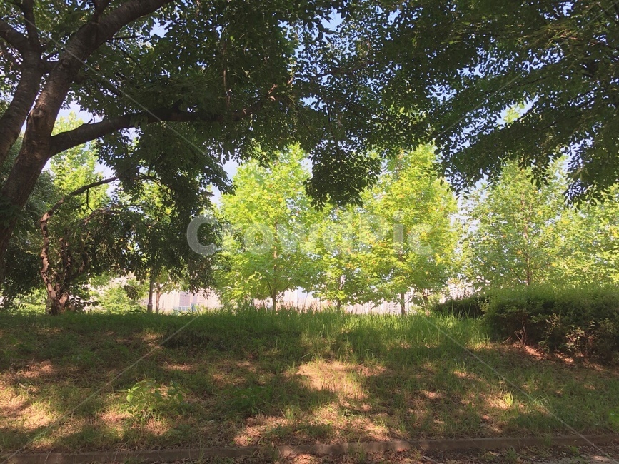 나무,자연,초록색,여름,숲길,공원,tree,감성,감성사진,배경,배경화면,배경사진