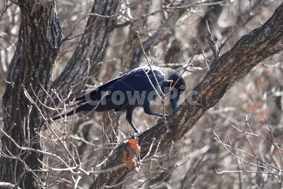 자연,산맥,옥외,산,nature,mountain,outdoors,까마귀,새,조류,동물,animal,조류,새,birds