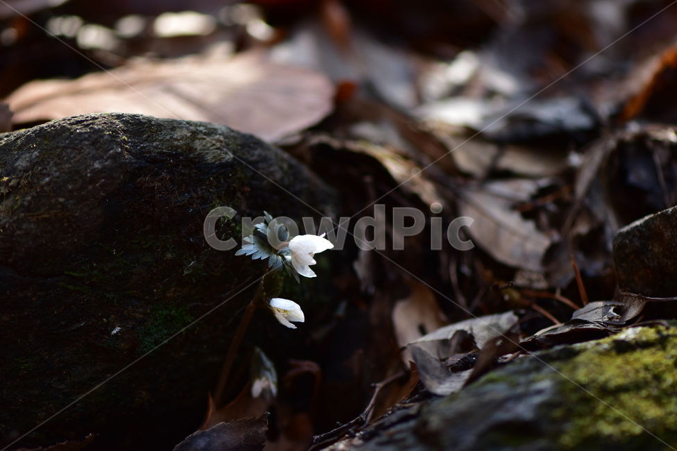 너도바람꽃,야생화,봄,꽃,풀꽃,자연,식물,식생,감성,힐링,plants,nature,spring,season,flower,emotion,feeling,흰색,초본,너도바람꽃속