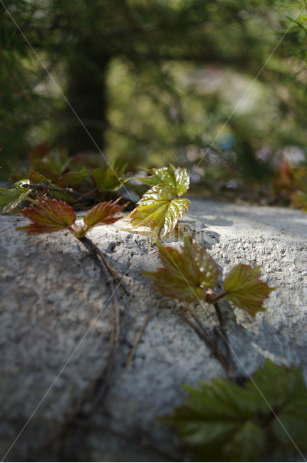 넝쿨,잎,식물,plant,빛,leaf