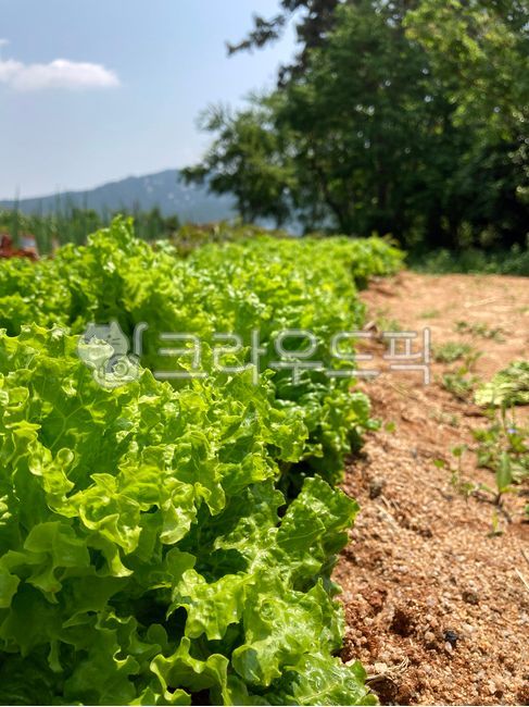 plant, 식물, lettuce, 상추, food, 사진,이미지,일러스트,캘리그라피 - widelake작가