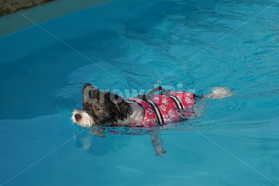 여름,summer,강아지,puppy,수영,수영장,펜션,반려견,시원함,파란색,여름휴가,summervacation,개,dog,귀여움