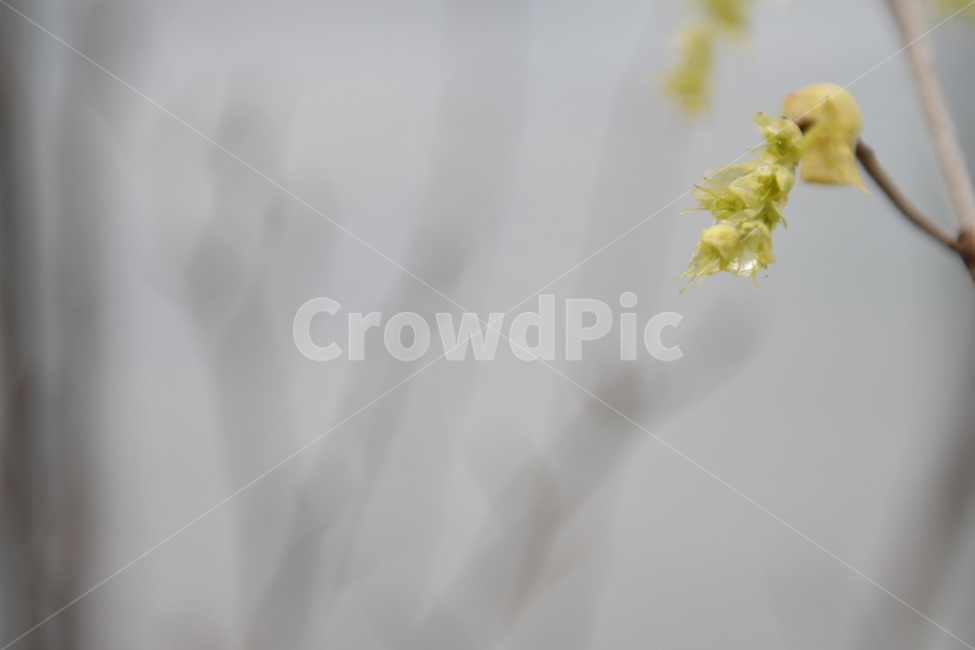 식물,꽃,감성사진,자연,flower,꽃사진,봄,봄꽃,계절,빗방울,비,감성,4월,spring,힐링,자연풍경,풍경,봄,계절,spring,season,식물,자연,plants,nature,꽃,flower,plant
