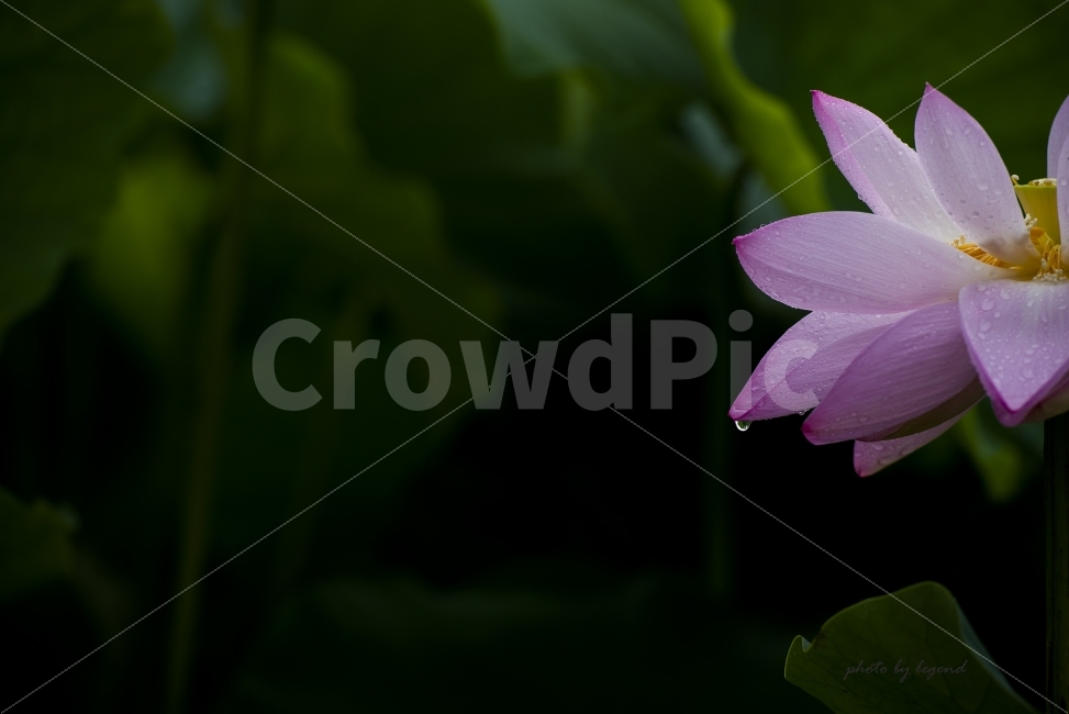 연꽃,눈물,비,꽃,당수동,식물,자연,plants,nature,꽃,flower,비,비오는날,rain,rainy