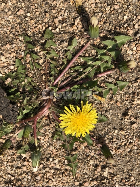 plant,식물,꽃,flower,blossom,봄,spring,민들레