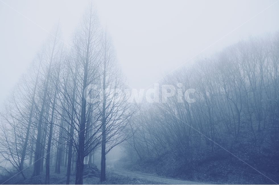 안개,아침,나무,숲,산책,자연,풍경,nature,landscape,감성,sensible,feeling,weather,날씨,outdoors,옥외
