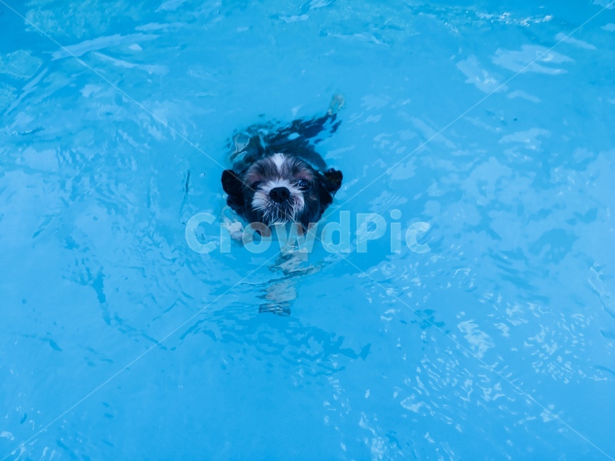 강아지,수영,swimming,개헤엄,여름,여름,계절,summer,season,동물,animal,포유류,mammal,개,강아지,dog,doggy