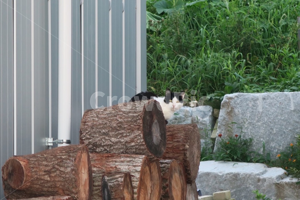 고양이,나무,동물,반려동물,숨바꼭질,길고양이,cat,캣타워,나무토막,얼룩고양이,동물,animal,포유류,mammal,고양이,cat,kitten,kitty