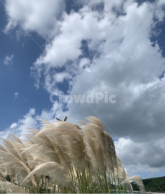 plant,식물,lawn,갈대,팜파스,하늘,자연,식물,자연,plants,nature