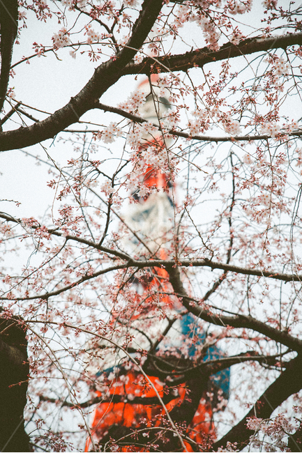 도쿄,도쿄타워,일본,빨간색,봄,벚꽃,건축물,랜드마크,벚나무,봄,계절,spring,season,랜드마크,landmark,tourist attraction,해외,외국,세계,foreign,oversea,world,세계랜드마크,해외랜드마크,외국랜드마크,world landmark,world tourist attraction,식물,자연,plants,nature,꽃,flower,감성,sensible,feeling,건축물,건물외관,exterior,building,structure,architecture,construction,plant,leaf,잎,tree,나무