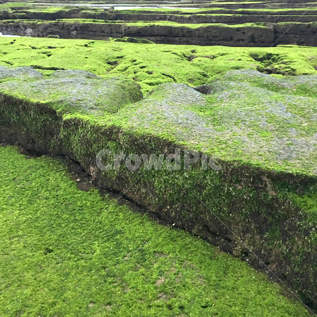 광치기해변,광치기,이끼,현무암,제주,성산,바닷가,해변,자연,jejuisland,seaside,basalt,moss,자연,풍경,nature,landscape,한국자연풍경,한국자연경관,korea nature landscape,제주도,jeju,jeju island,plant,식물