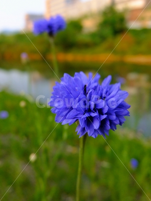 꽃,들꽃,야생화,보라꽃,파란꽃,들국화,국화,민들레,강변,자연,식물,자연,plants,nature,꽃,flower