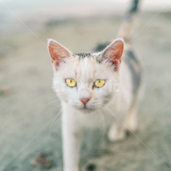 cat,고양이,mammal,포유류,pet,애완동물,animal,동물,반려묘,동물,animal,포유류,mammal,고양이,cat,kitten,kitty