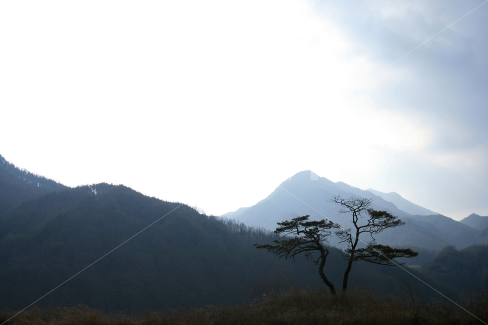 나무,소나무,산,한국,자연