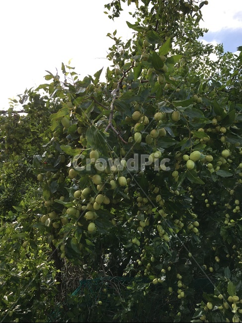 plant,식물,food,음식,fruit,과일,과일,열매,fruit