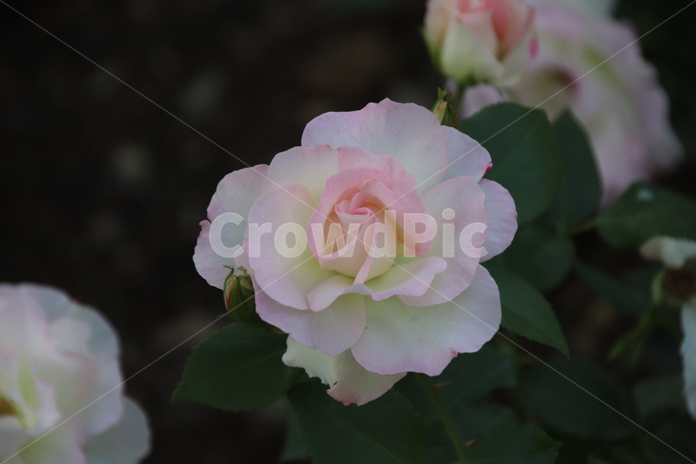 장미꽃,장미,꽃,자연,풍경,이곡장미공원,식물,자연,plants,nature,꽃,flower