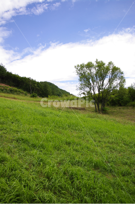 하늘,구름,나무,풍경,식물,자연,풍경,nature,landscape,field,들,grassland,목초지,outdoors,옥외