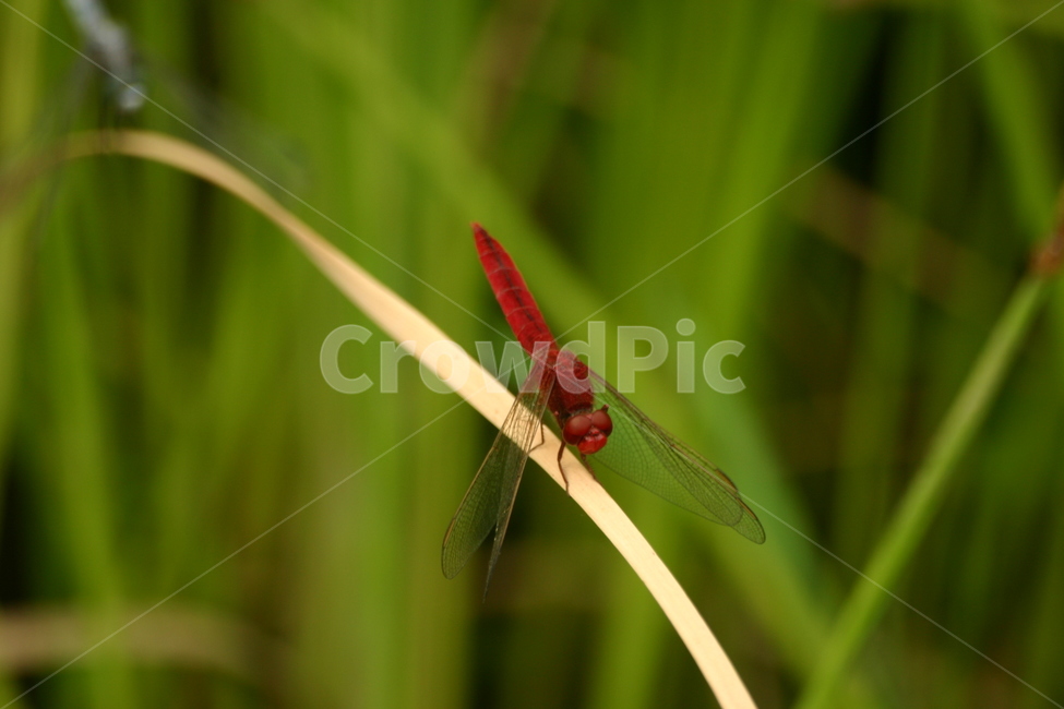 잠자리,dragonfly,곤충,insect,macro,fly,nature,green,bug,leaf,wings,closeup,animal,wildlife,damselfly,closeup,fauna,eyes,blue,summer,detail,insects,grass,garden,wing,wild,close,동물,animal,곤충,벌레,insect,bug