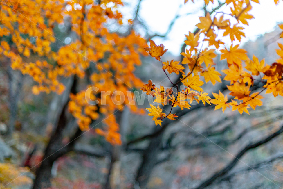 단풍,maple,나뭇잎,leaf,울긋불긋,turnred,가을,계절,fall,autumn,season,plant,식물,잎,tree,나무