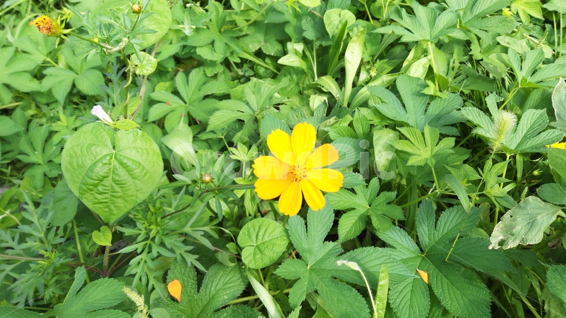 야생화,노란꽃,식물,자연,여름,wildflower,yellow,plant,nature,summer,꽃,flower