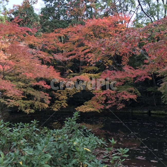 단풍나무,호수,반사,가을,자연,maple,lake,reflex,fall,nature