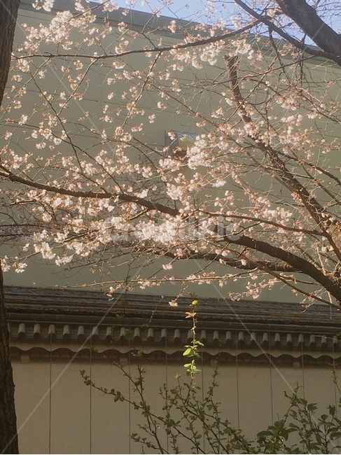 봄,벚꽃,따뜻한,꽃,분홍색,봄,계절,spring,season,plant,식물,flower,blossom