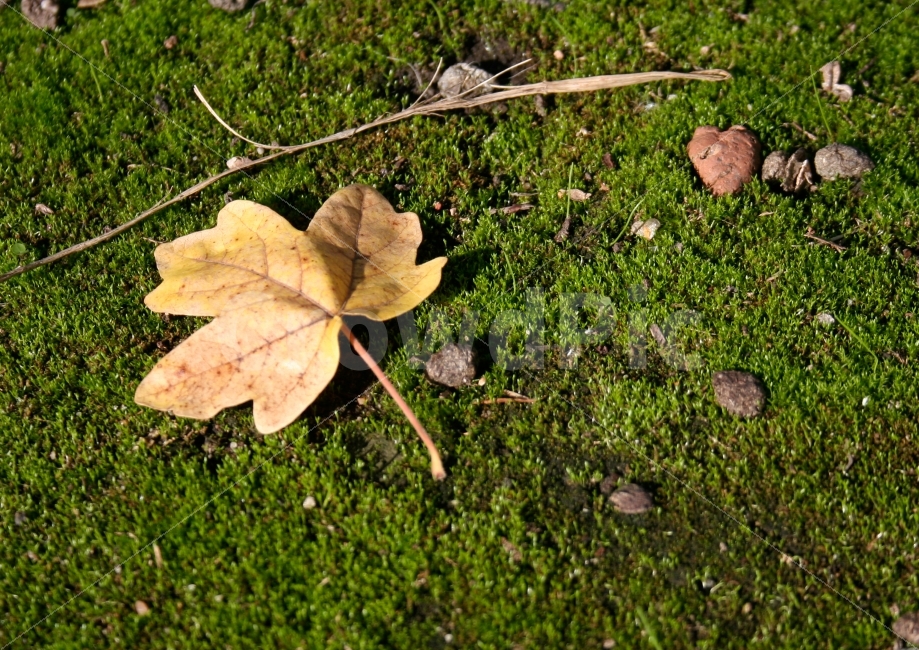 가을,날씨,계절,나뭇잎,잎,잎사귀,잔디,땅,자연,식물,자연,plants,nature,가을,계절,fall,autumn,season,plant,leaf,ground,바닥