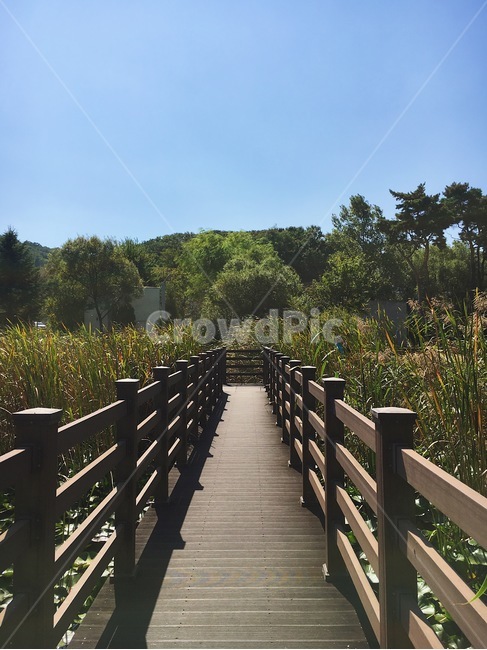 가을,가을하늘,공원,갈대,파란하늘,하늘,다리