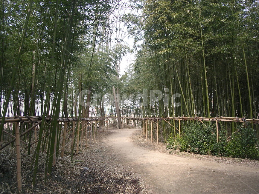 bamboo,대나무,대나무숲,산책,wallk,promenade,자연,풍경,nature,landscape,plant,식물