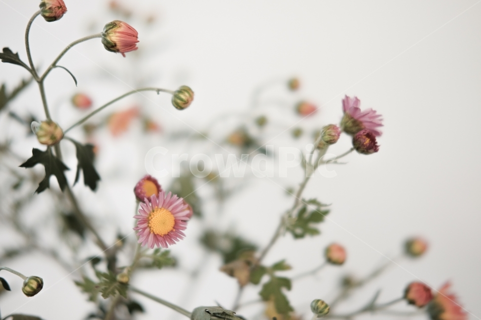 꽃,감성,분위기,봄,빈티지,식물,자연,plants,nature,꽃,flower,감성,sensible,feeling