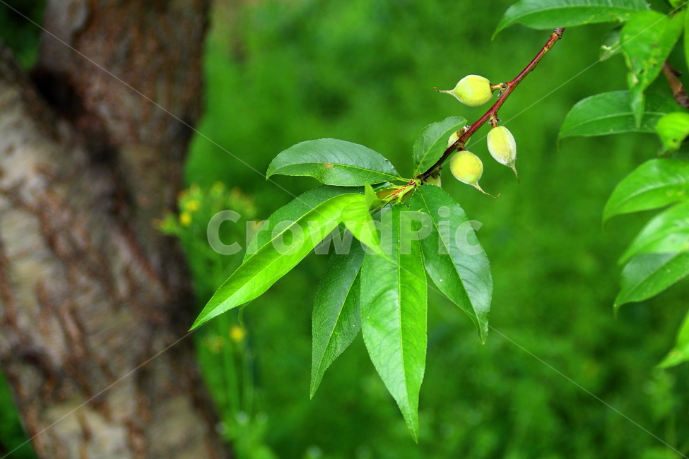 과일,열매,성공,풍경,결실,식물,자연,plants,nature,과일,열매,fruit