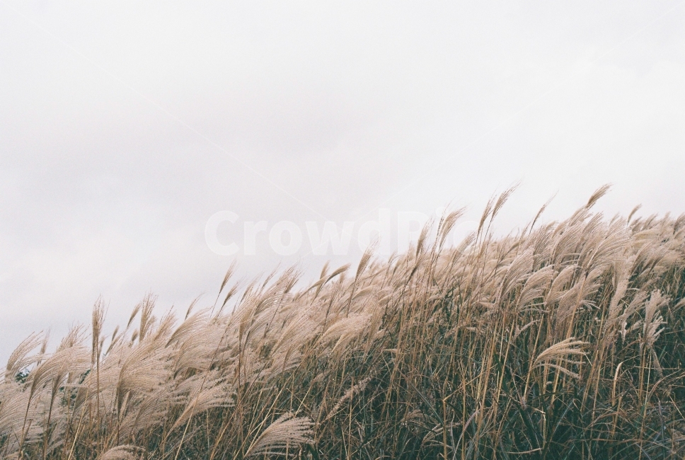 필름,갈대,감성,오름,제주,가을,가을,계절,fall,autumn,season,자연,풍경,nature,landscape,grass,잔디,plant,식물