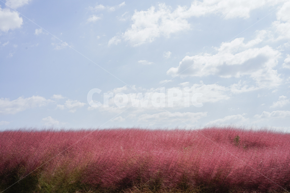 핑크뮬리,가을,핑크,pink,pinkmuhlygrass,핑크갈대,갈대,그라스,가을,계절,fall,autumn,season,식물,자연,plants,nature,outdoors,옥외