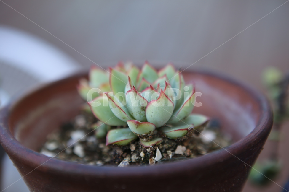 다육식물,선인장,자연,화분,배경,실내용화초,화분,화초,house plant